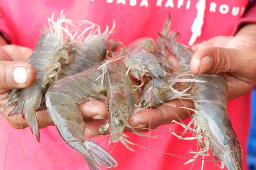 Pakan Udang Vaname