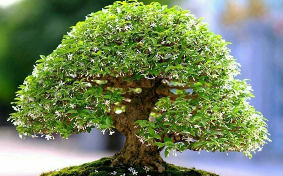 bonsai anting putri salju