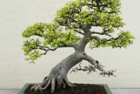 Sambung Sisip Samping Bakalan Bonsai Kawista Batu