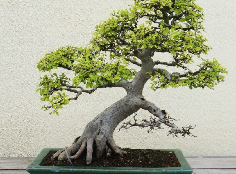 Sambung Sisip Samping Bakalan Bonsai Kawista Batu