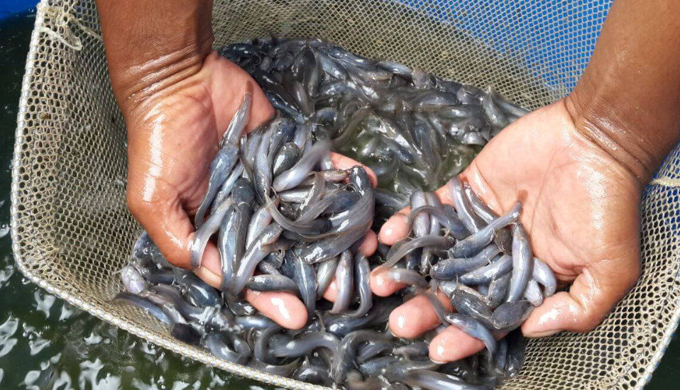 cara menghitung jumlah bibit ikan yang akan dijual