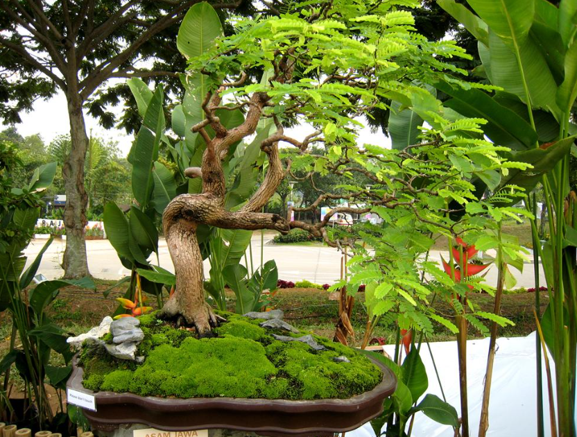 bonsai asam jawa
