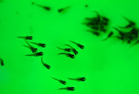 Perawatan Larva Ikan Gurame Dari Telur