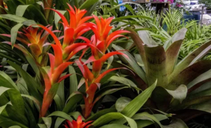 Bromelia