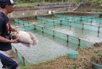 Pemijahan Ikan Gurame Di Kolam Terpal