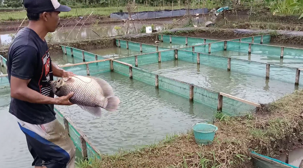 Pemijahan Ikan Gurame Di Kolam Terpal