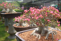 Membesarkan Bonggol Adenium Agar Mirip Bonsai