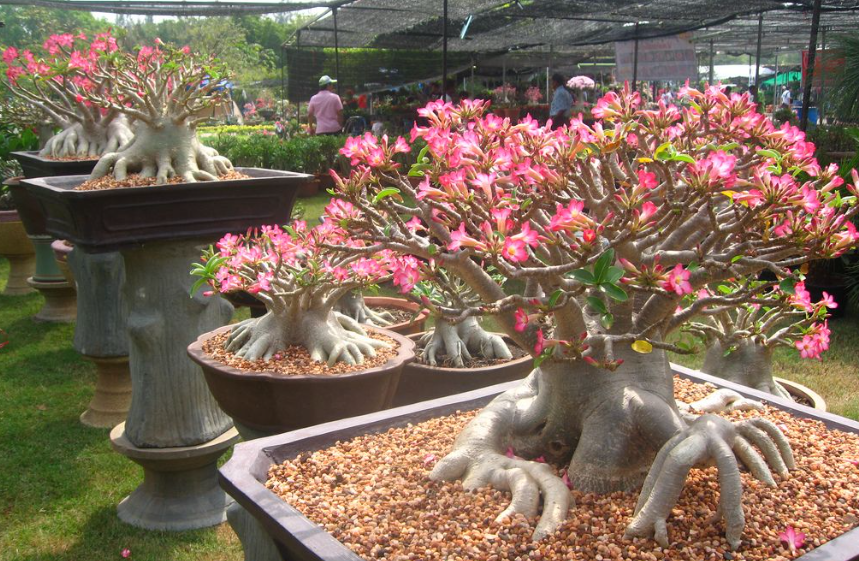 Membesarkan Bonggol Adenium Agar Mirip Bonsai