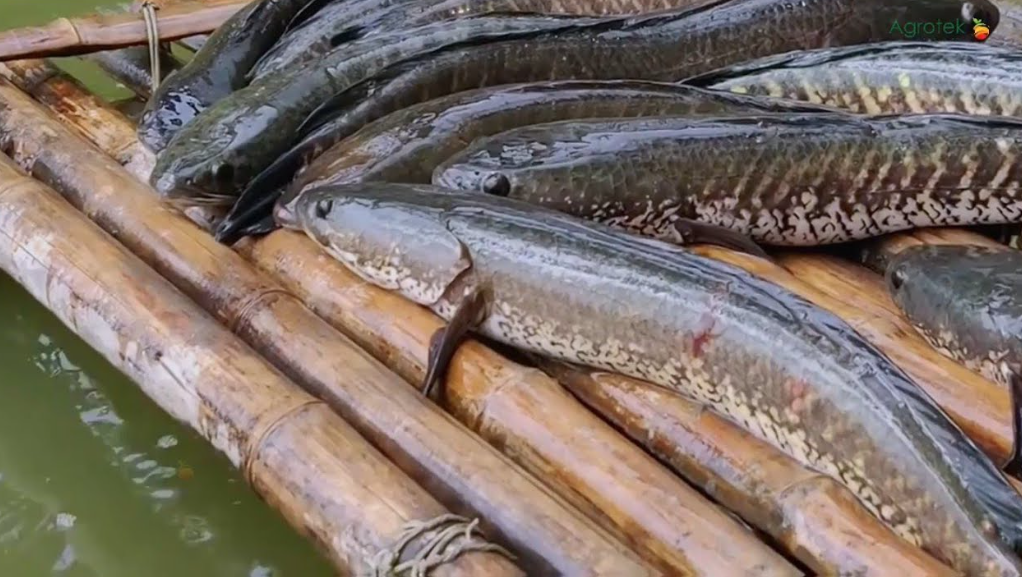 Ternak Ikan Gabus Dalam Drum