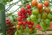 Cara Sambung Pucuk Tomat Pada Batang Cepokak