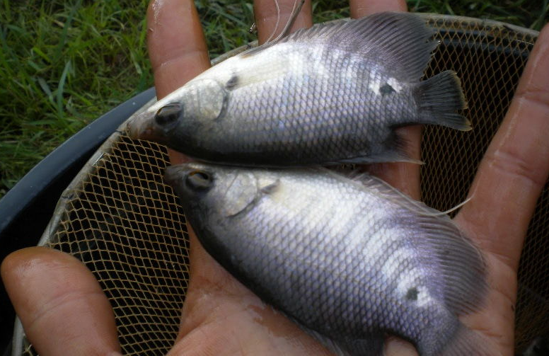 Pakan Anakan Ikan Gurame