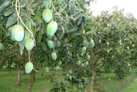 Okulasi Sisip Samping Pucuk Muda Pada Tanaman Mangga