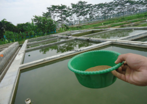 estimasi pakan udang vaname