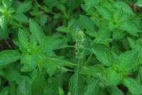 Kemangi (Ocimum basilicum)