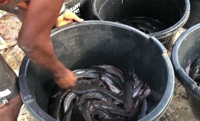 Cara Pemijahan Ikan Gabus Di Kolam Terpal