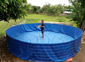 Ukuran kolam budidaya ikan patin