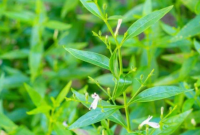 Sambiloto (Andrographis paniculata)