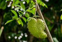 Daun Sirsak (Annona muricata)