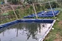 Pembesaran Ikan Gabus Di Kolam Terpal Vs Drum