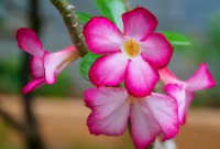 Menyerbukkan Silang Adenium