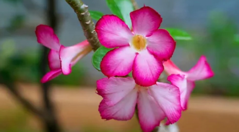 Menyerbukkan Silang Adenium