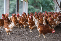 Pakan Tambahan Untuk Ayam Buras