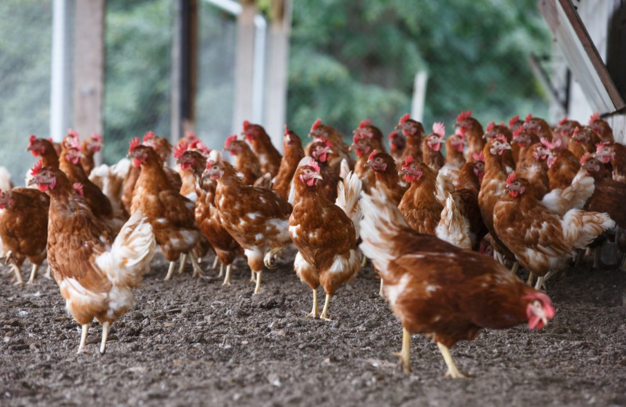 Pakan Tambahan Untuk Ayam Buras