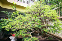 Merapikan Bakalan Bonsai Asam Jawa