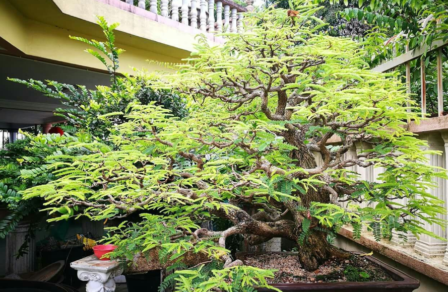 Merapikan Bakalan Bonsai Asam Jawa