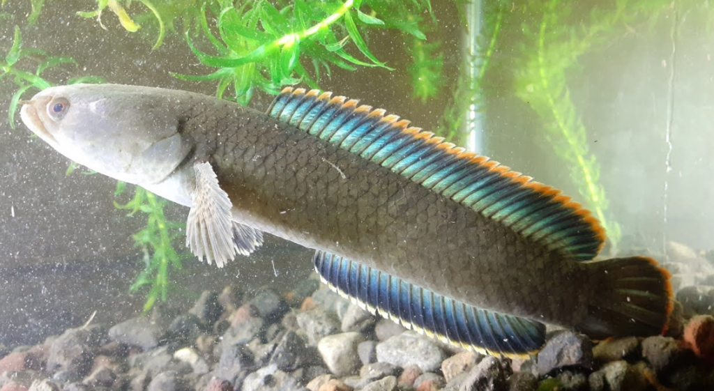 Syarat Kolam Ideal untuk Ikan Channa Limbata dan Maru