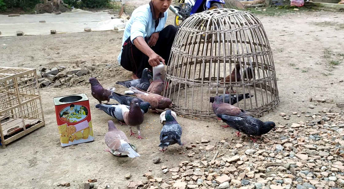 Cara Menjinakkan Burung Merpati