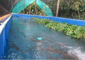 kolam terpal budidaya