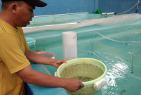 Proses Grading Pada Benih Ikan Lele