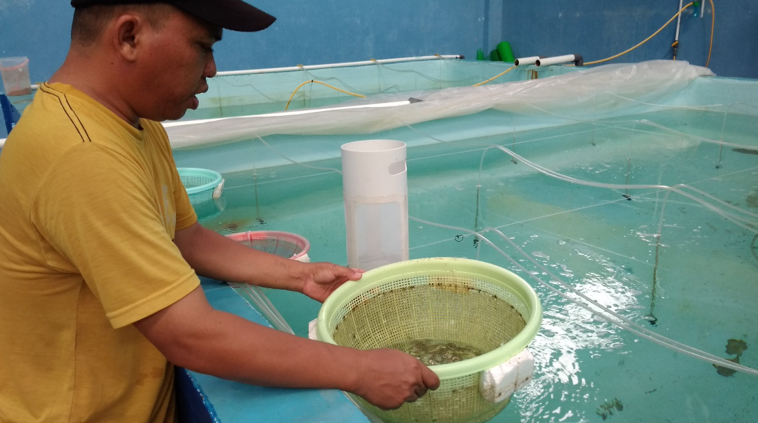 Proses Grading Pada Benih Ikan Lele