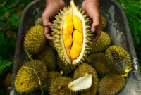 Cara Menghilangkan Bau Setelah Makan Buah Durian