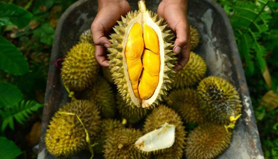 Cara Menghilangkan Bau Setelah Makan Buah Durian