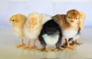 cara merawat anak ayam yang sakit