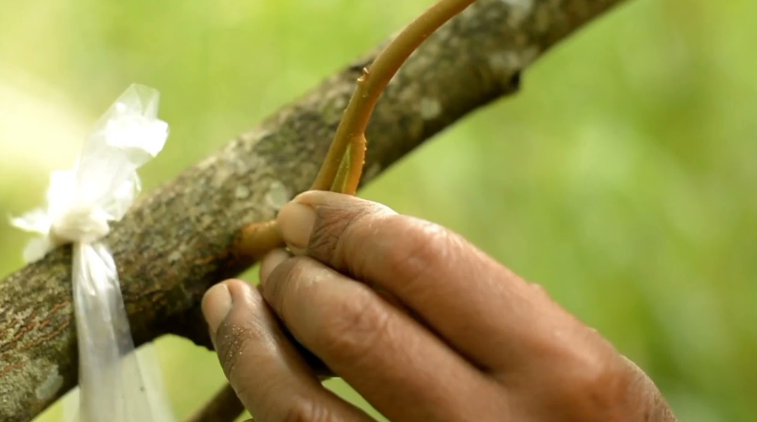 Cara Sambung Susu Pada Tanaman