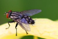 Cara Mengusir Dan Membasmi Lalat Dan Pencegahan