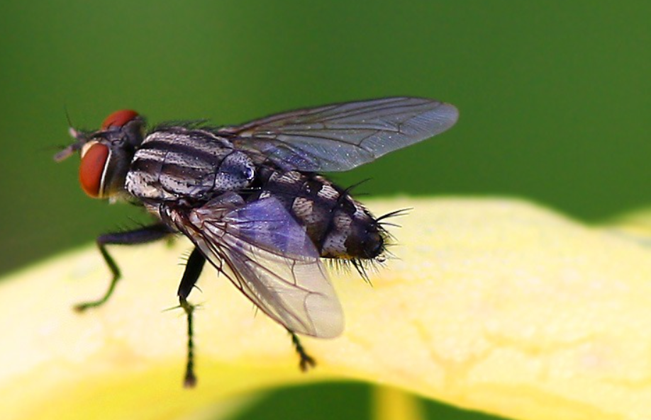 Cara Mengusir Dan Membasmi Lalat Dan Pencegahan