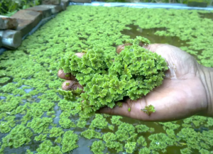 azolla