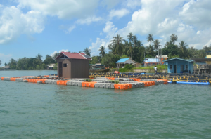 jenis kolam ikan lele