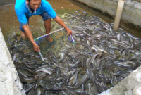 Ukuran Ikan Lele yang Susah Dijual