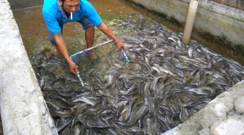 Ukuran Ikan Lele yang Susah Dijual