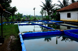 cara pembuatan kolam untuk peternak ikan lele