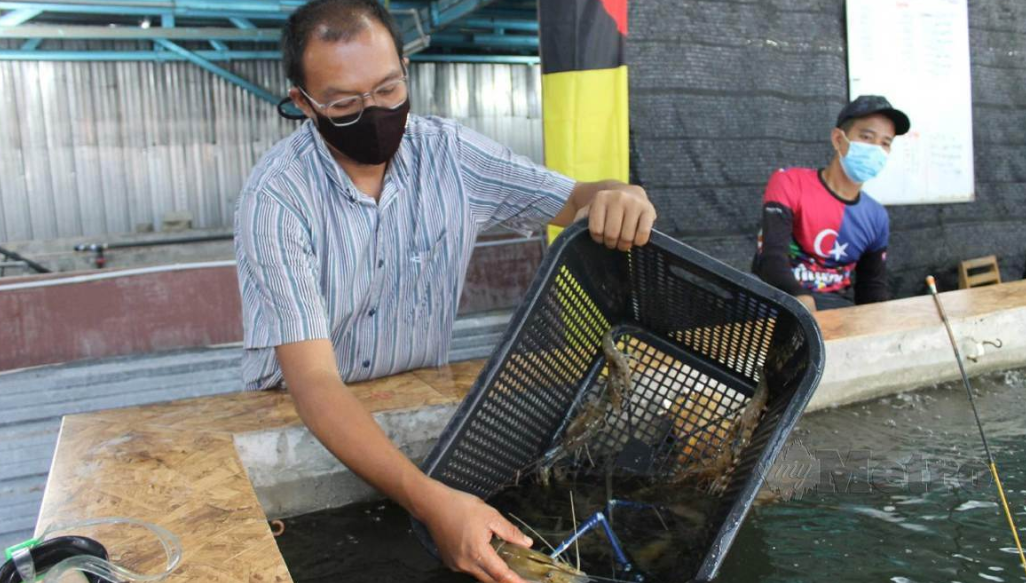 kolam terpal untuk budidaya udang vaname