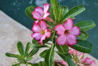 Cara Sambung Pucuk Adenium Dua Warna