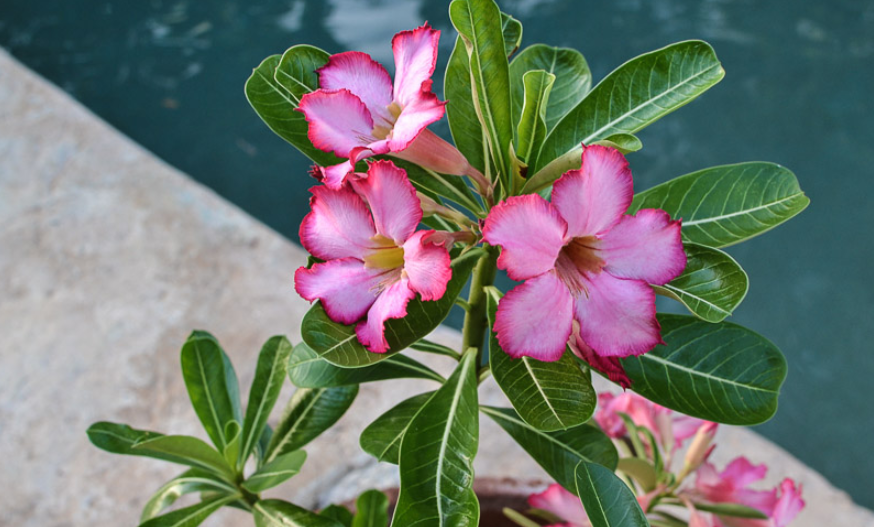 Cara Sambung Pucuk Adenium Dua Warna