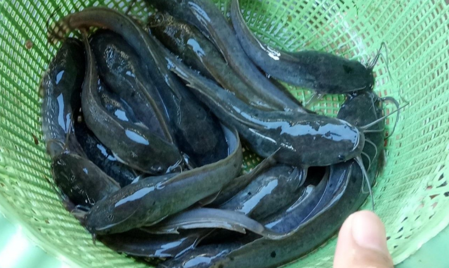 Kanibalisme Pada Ikan Lele Dan Usaha Pencegahannya