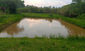 cara pembuatan kolam untuk peternak ikan lele